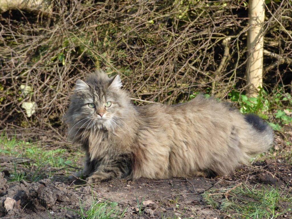 A Norwegian Forest Cat in the wild