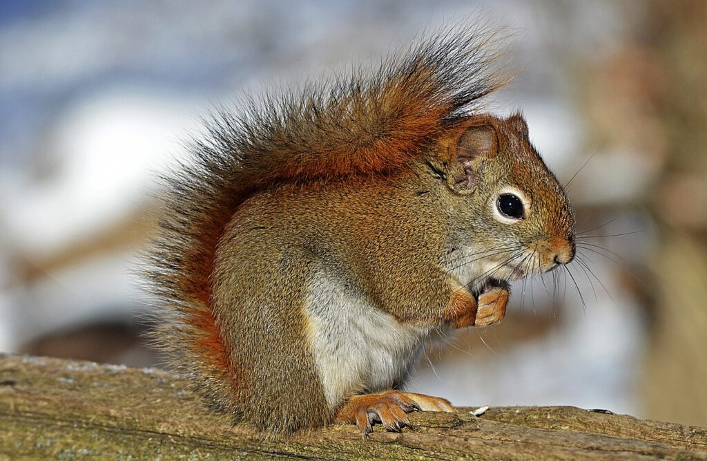A Red Squirrel