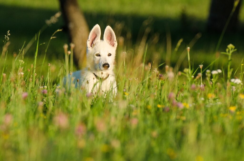 A White german Shepherd dog staring