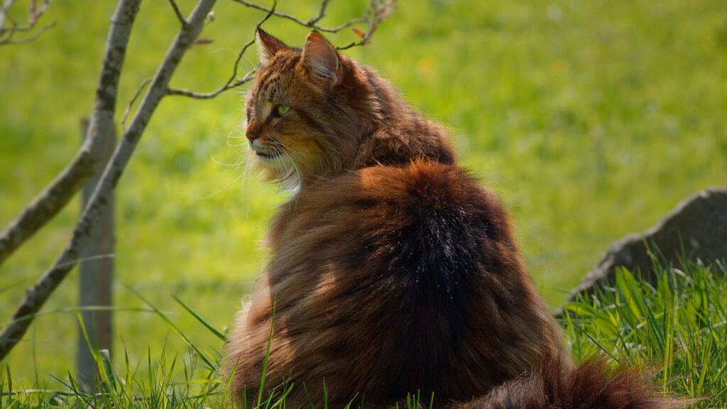 A fluffy Norwegian Forest Cat
