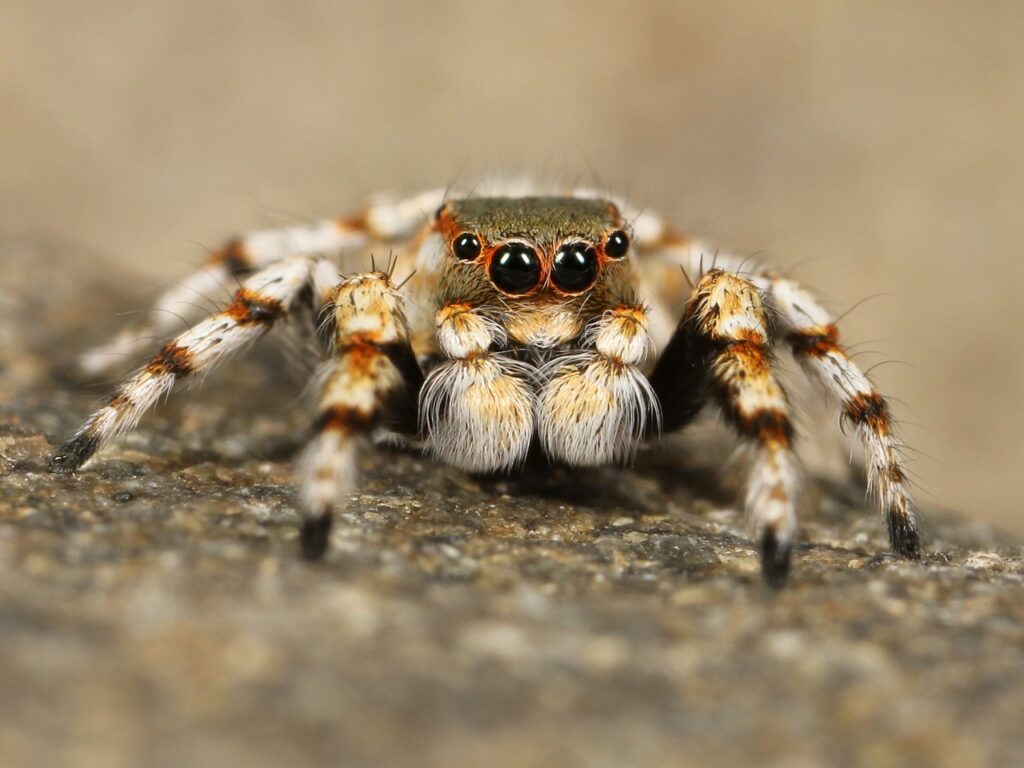 A jumping spider