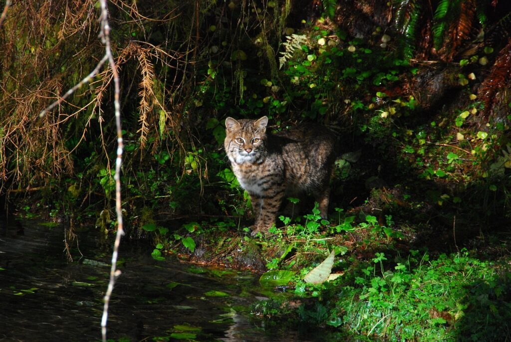 Bobcat near water