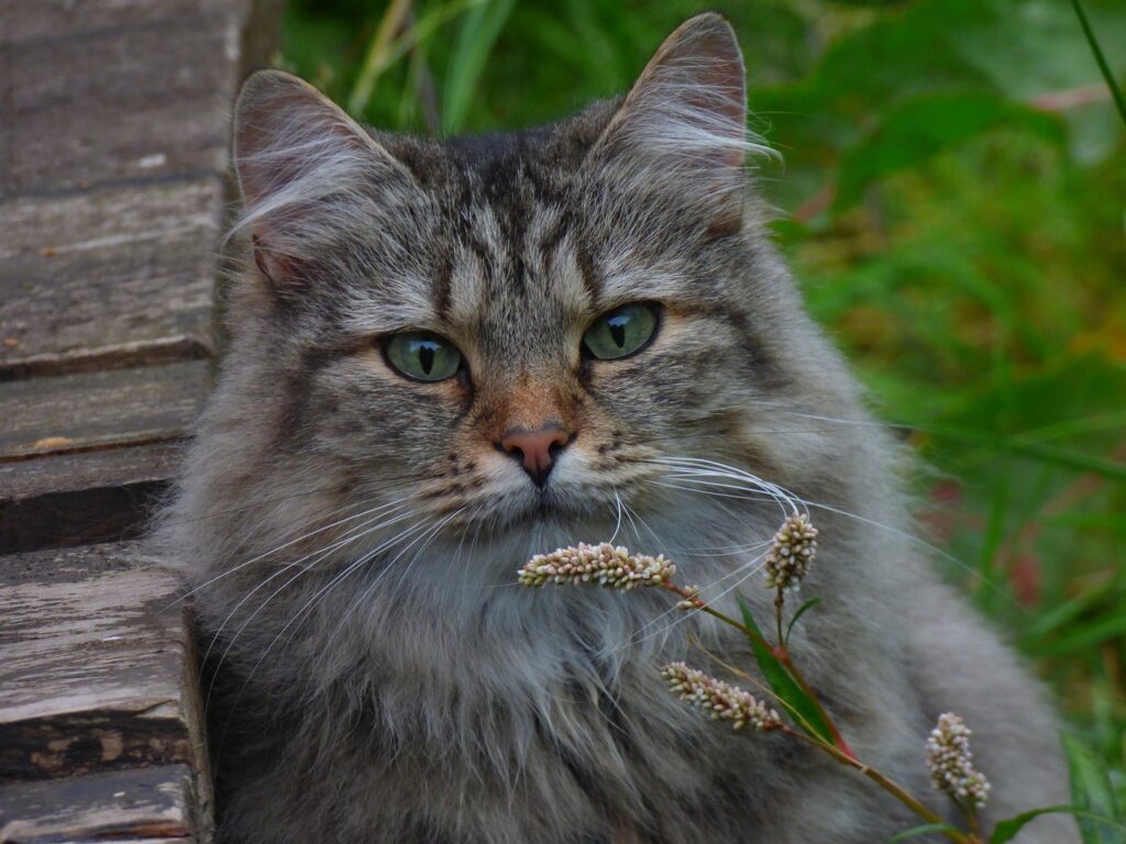 Norwegian Forest Cat curious