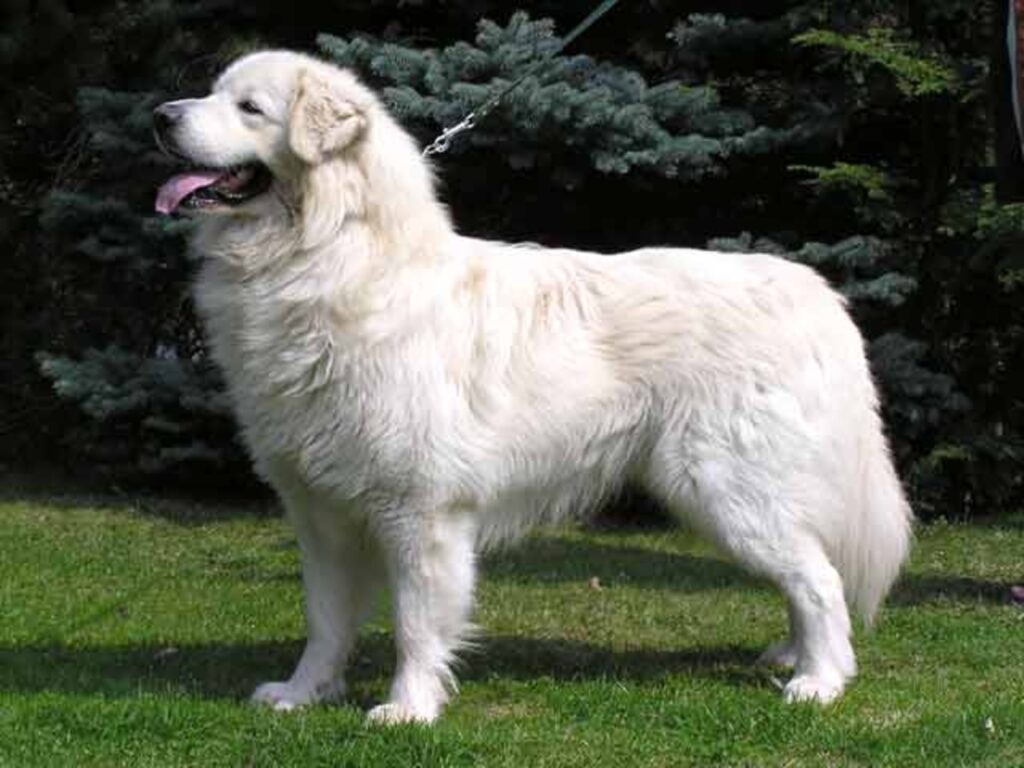 A Slovensky Cuvac dog
