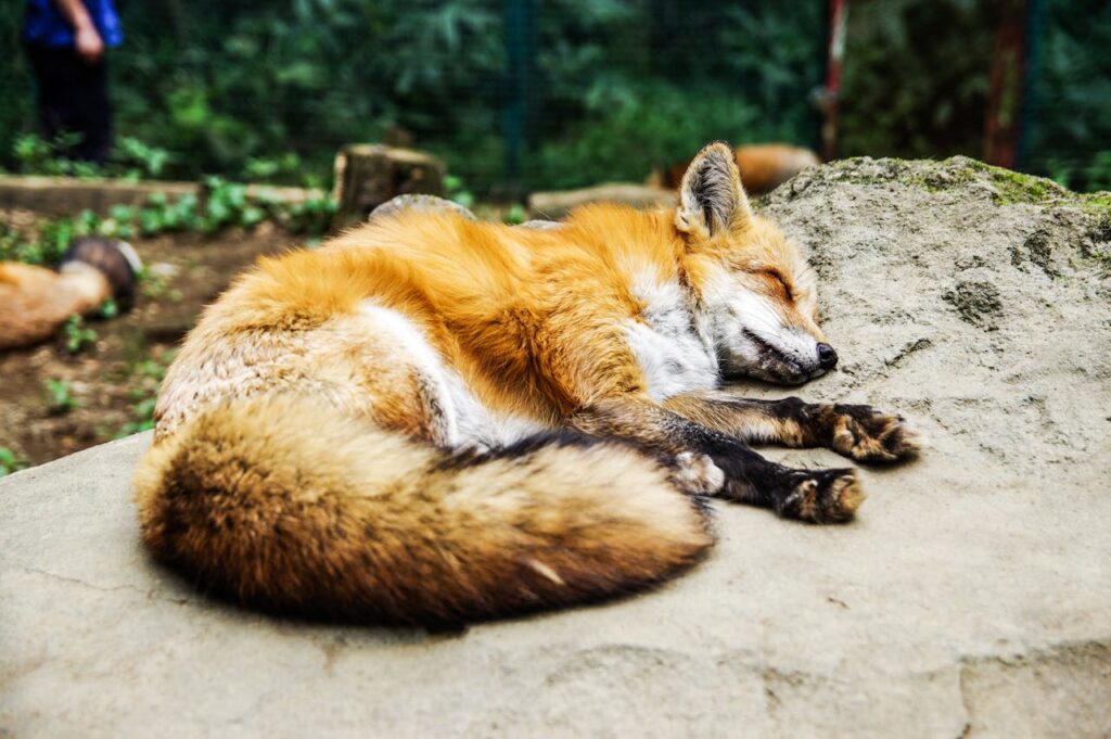 Fox sleeping comfortably on a large smooth rock