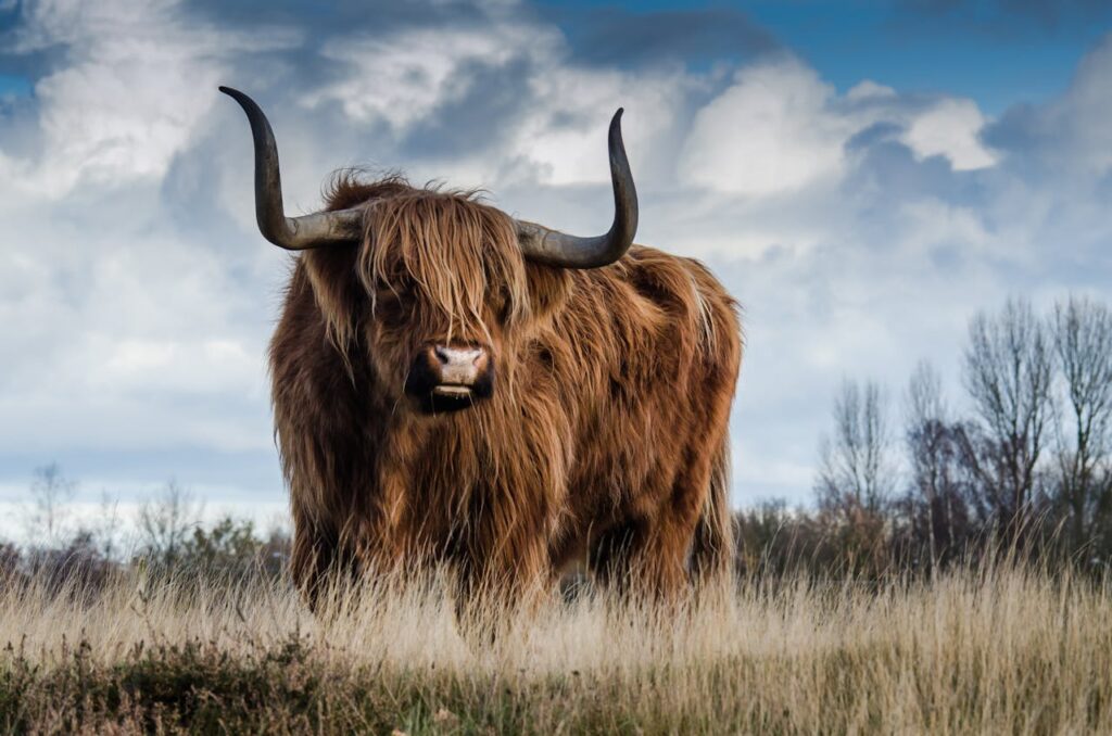A shaggy brown Highland cow with long curved horns standing in a field