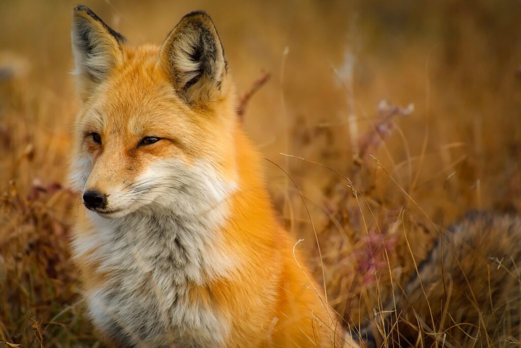 A majestic red fox sitting among golden dry grass