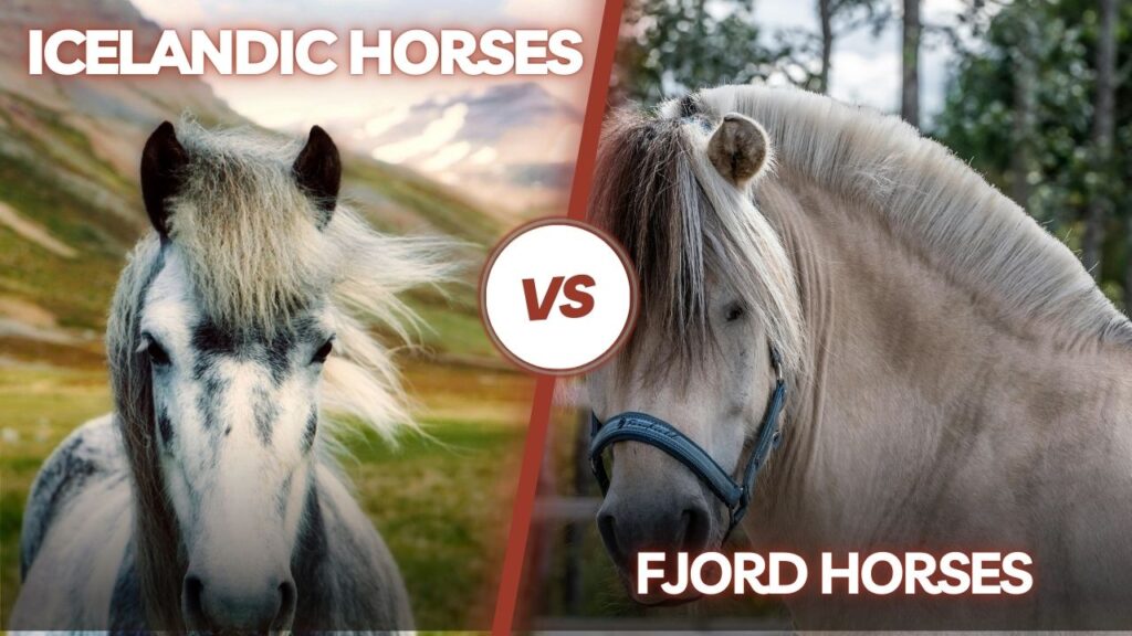 icelandic vs fjord