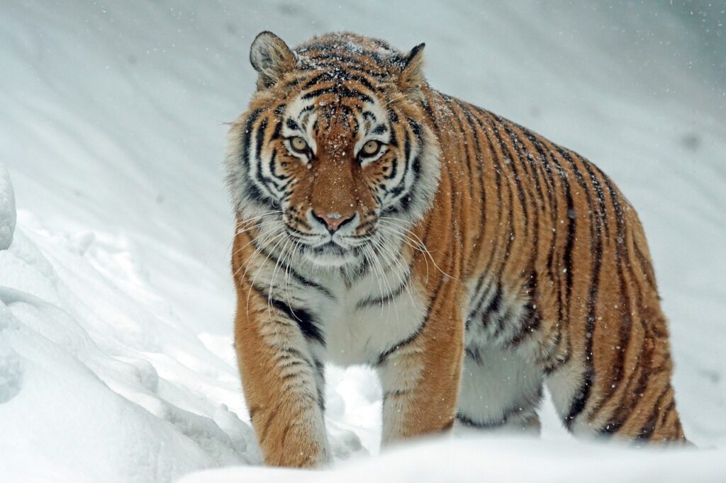 A Siberian Tiger