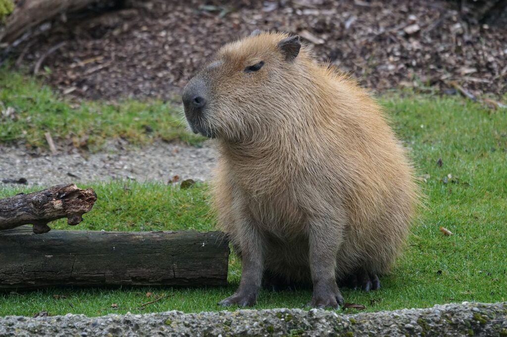 Capybara in an enclosure