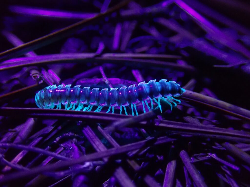A Florescent Millipede