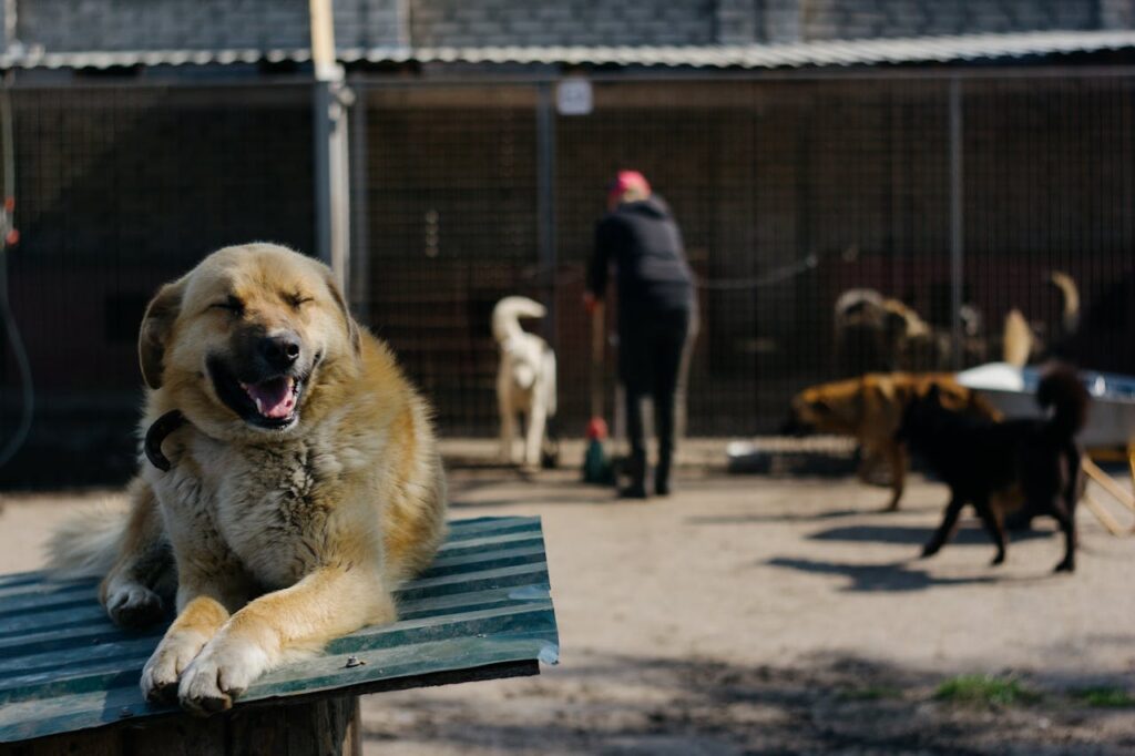 Anatolian Shepherd relaxing at outdoor animal shelter