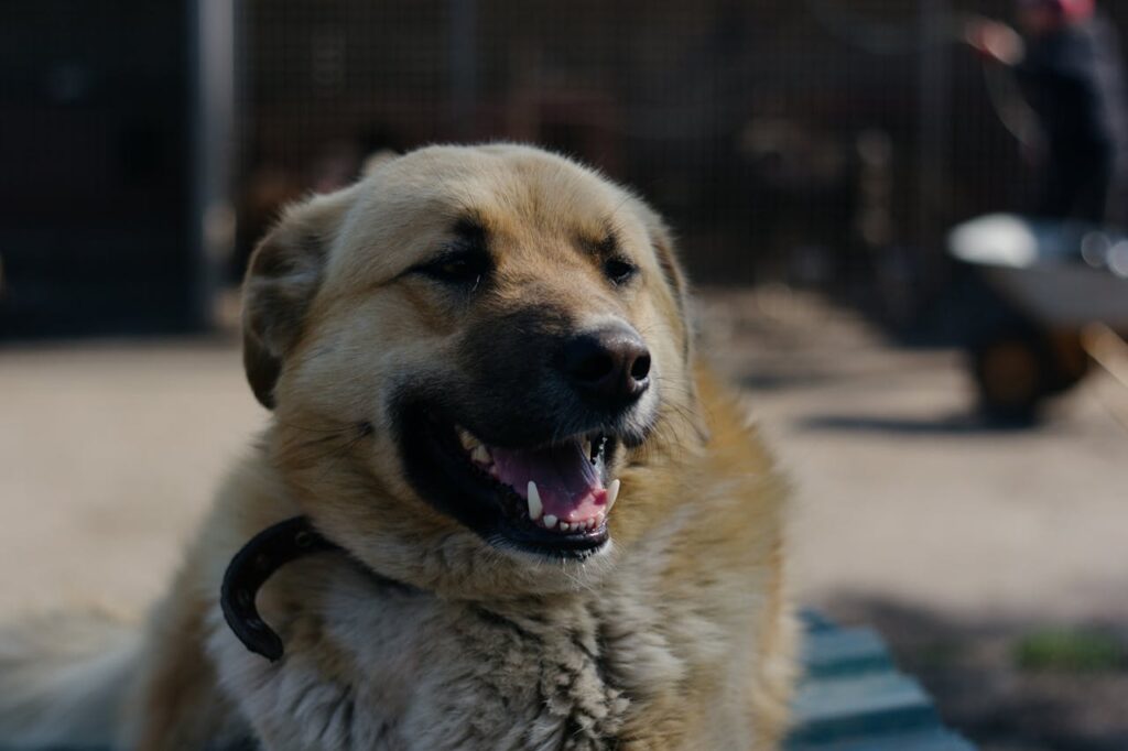 Close up of Anatolian Shepherd Dog