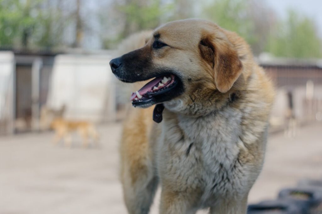 Anatolian Shepherd smiling