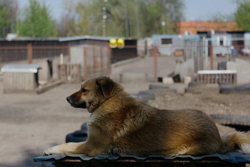 Anatolian Shepherd relaxing