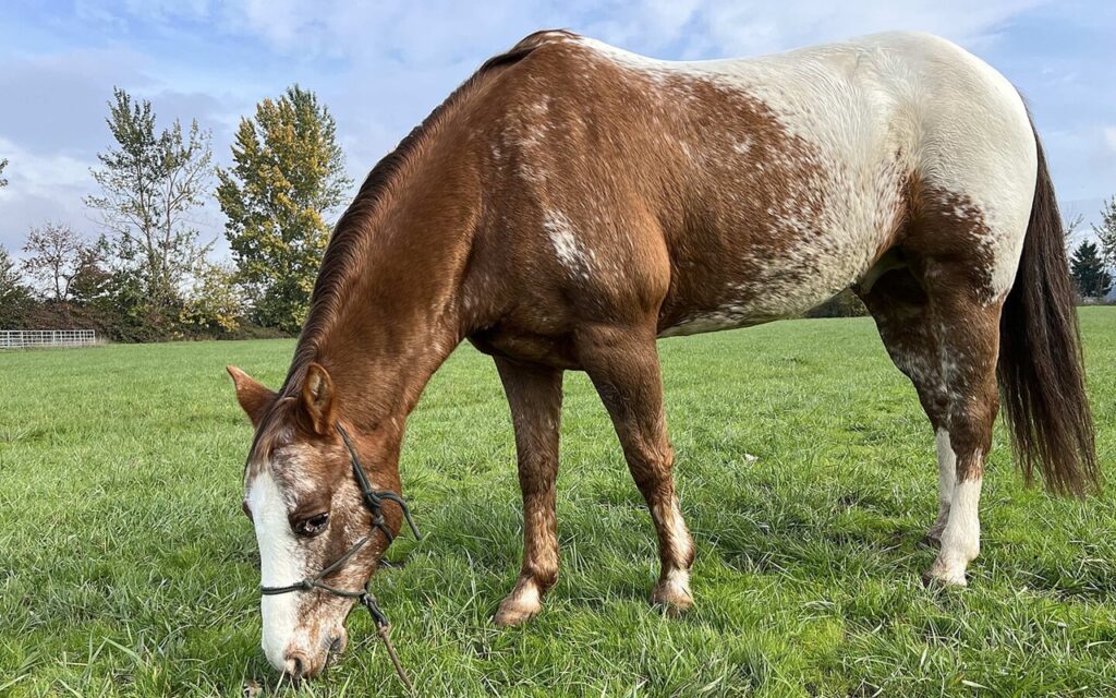 Pony of the Americas
