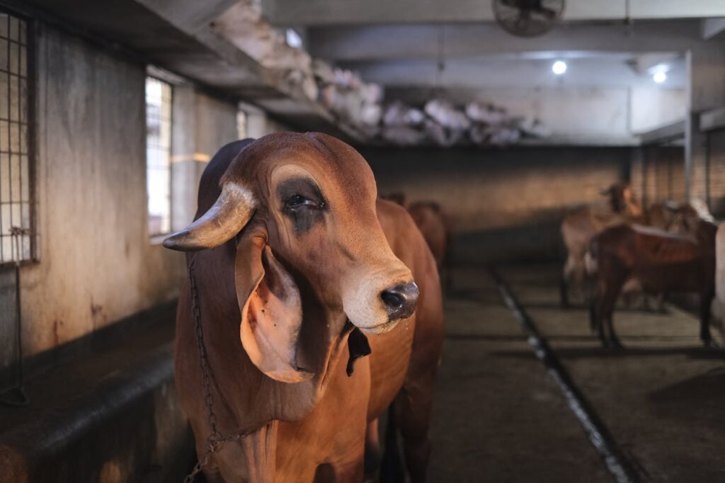 Brahman Cow standing indoors with other cattle in the background