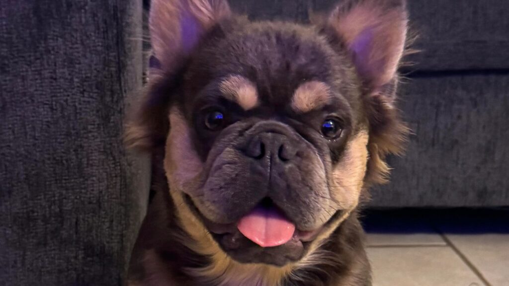 fluffy/ wooly french bull dog