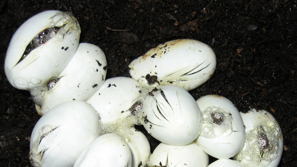  Snake eggs hatching