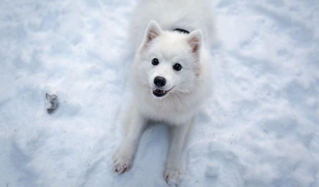 Smiling Samoyed on snow