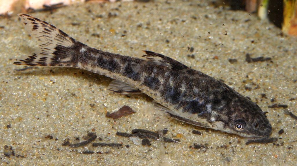 Otocinclus Catfish