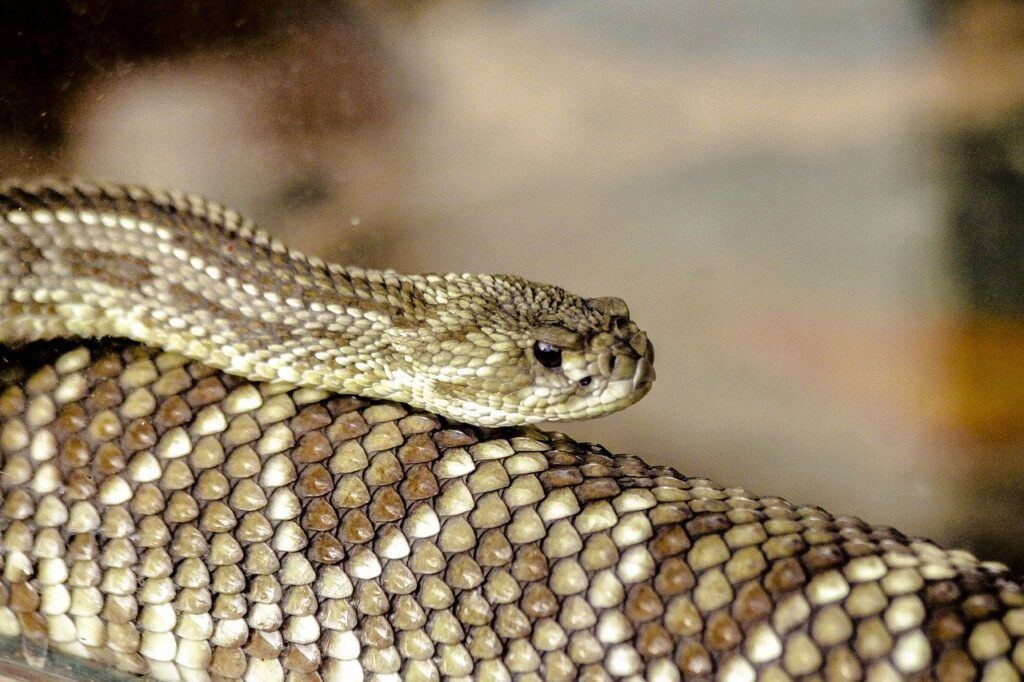 A Rattlesnake on the roll