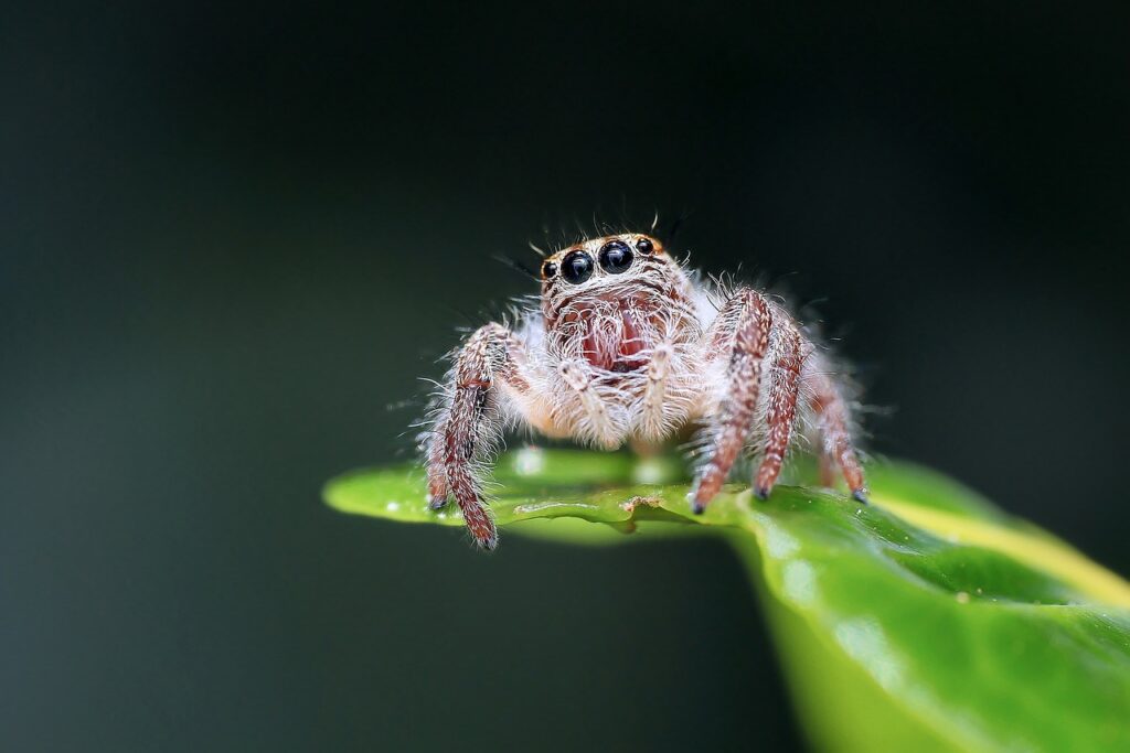 Spider on a leaf