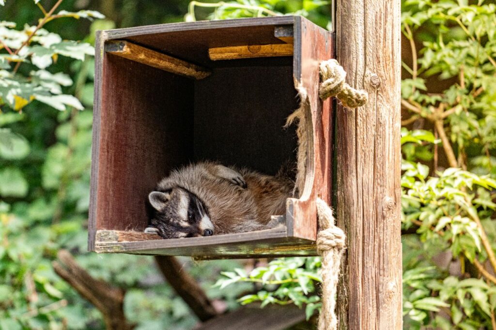 Raccoon