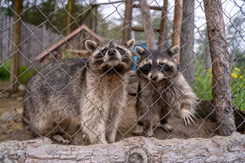 Racoon