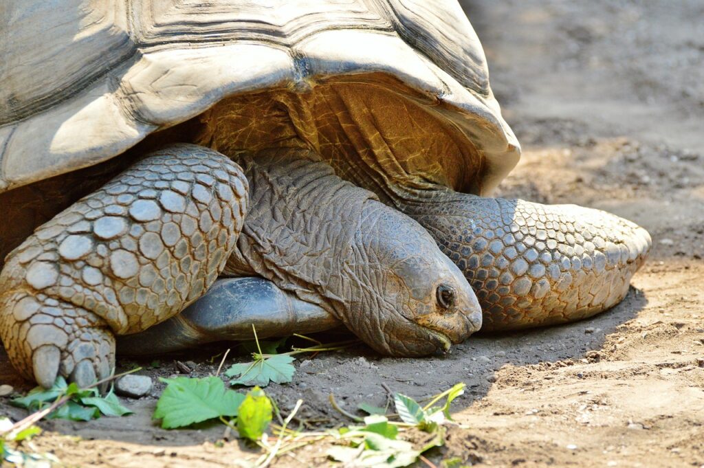 Tortoise sick
