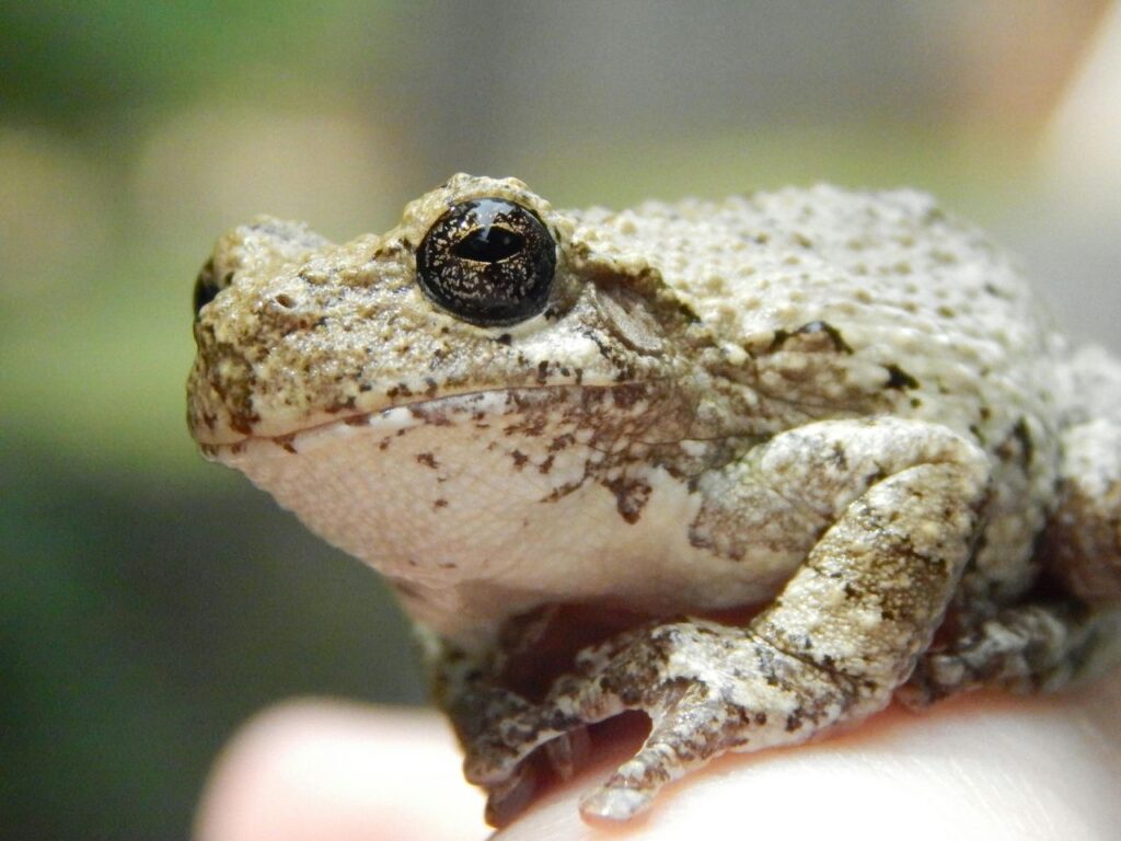 Gray Tree Frog