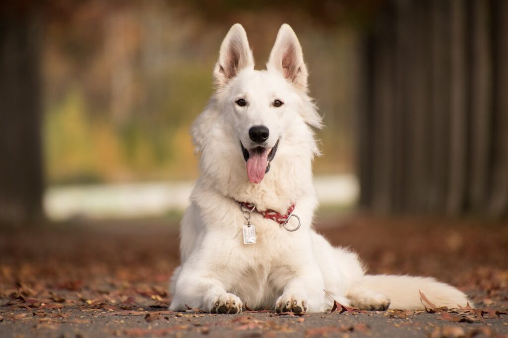 White German Shepherd resting