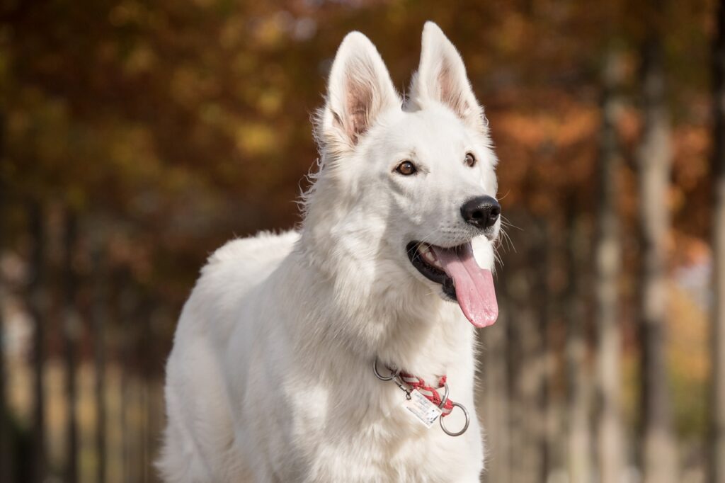 White German Shepherd standing