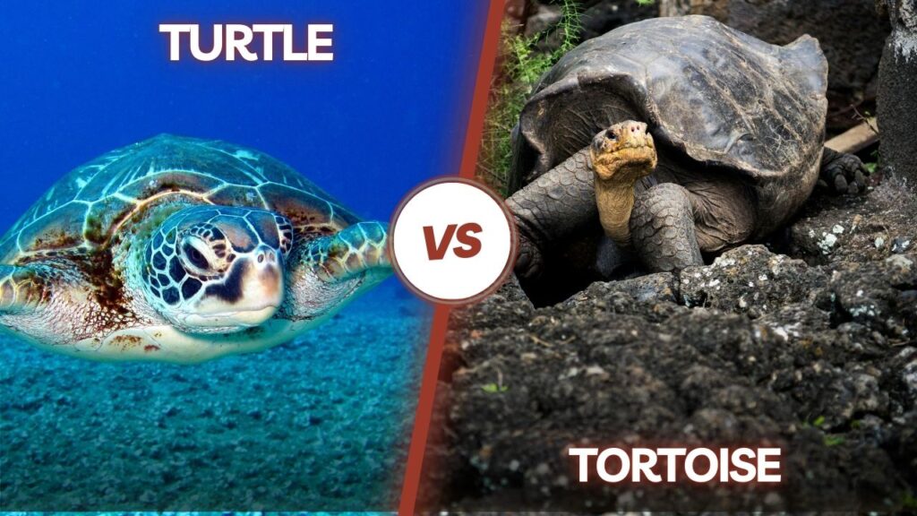 TURTLES VS TORTOISES