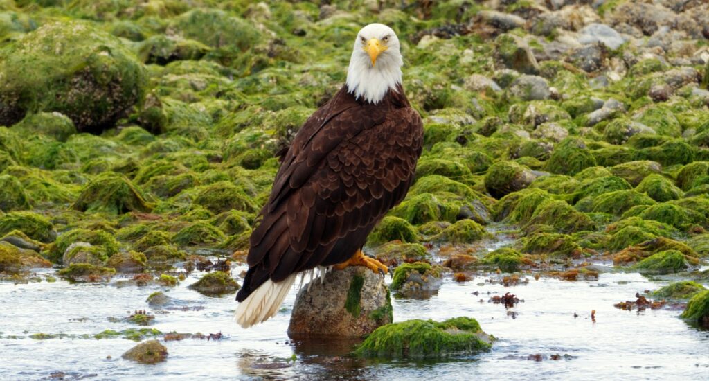 A Bald eagle on marshland