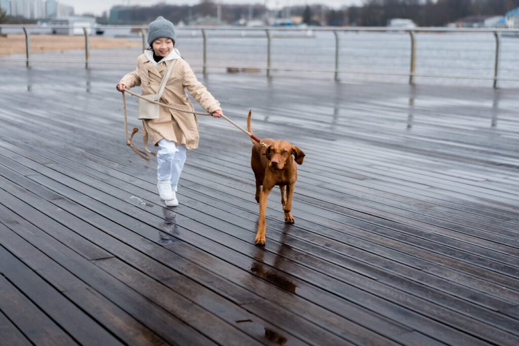 a child walking a Vizsla on a wet wooden boardwalk by the water