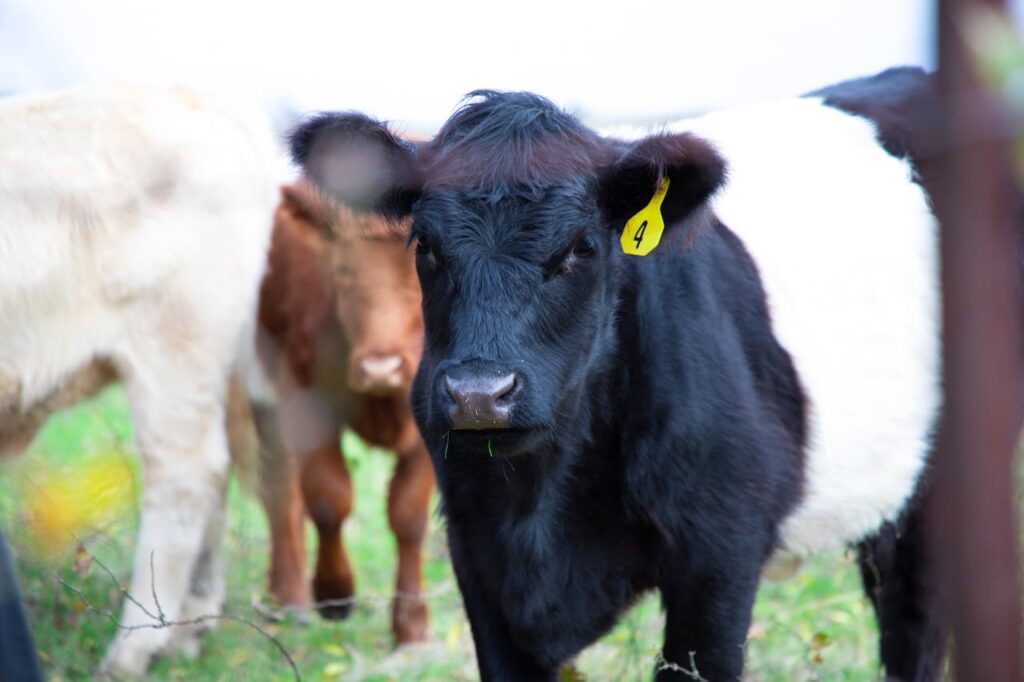 A close-up of a single Belted Galloway
