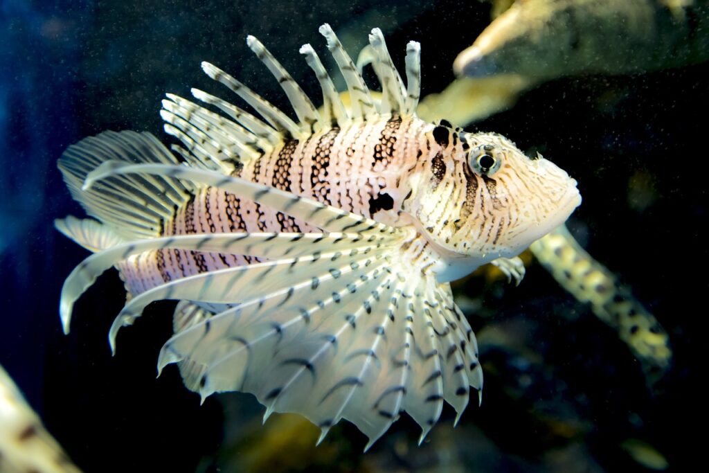 Lionfish