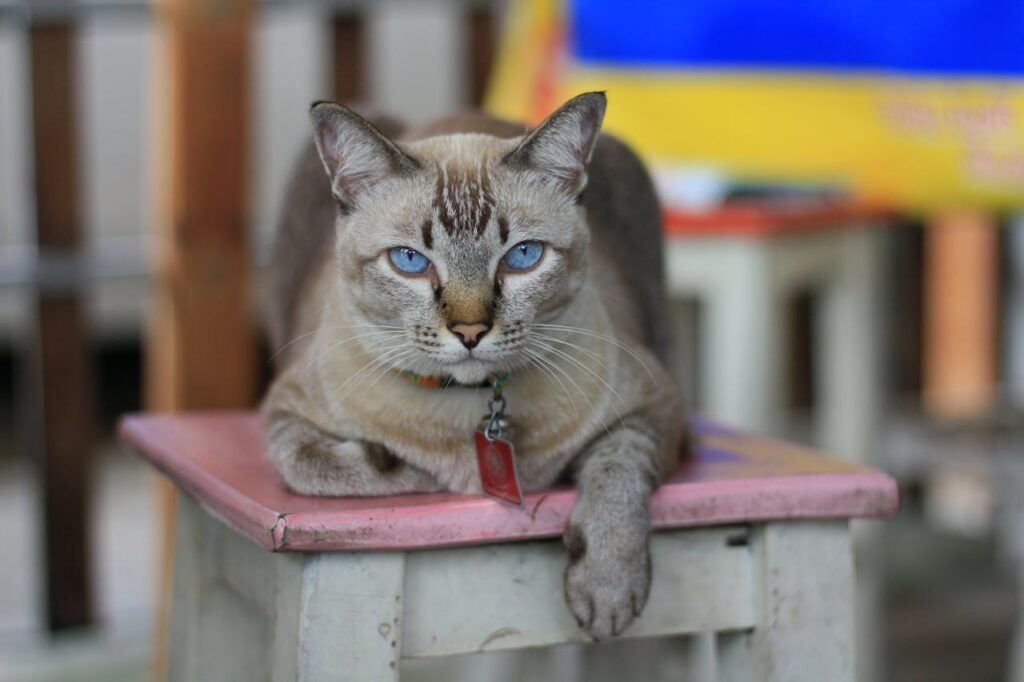 Blue-eyed Siamese cat relaxing on a stool