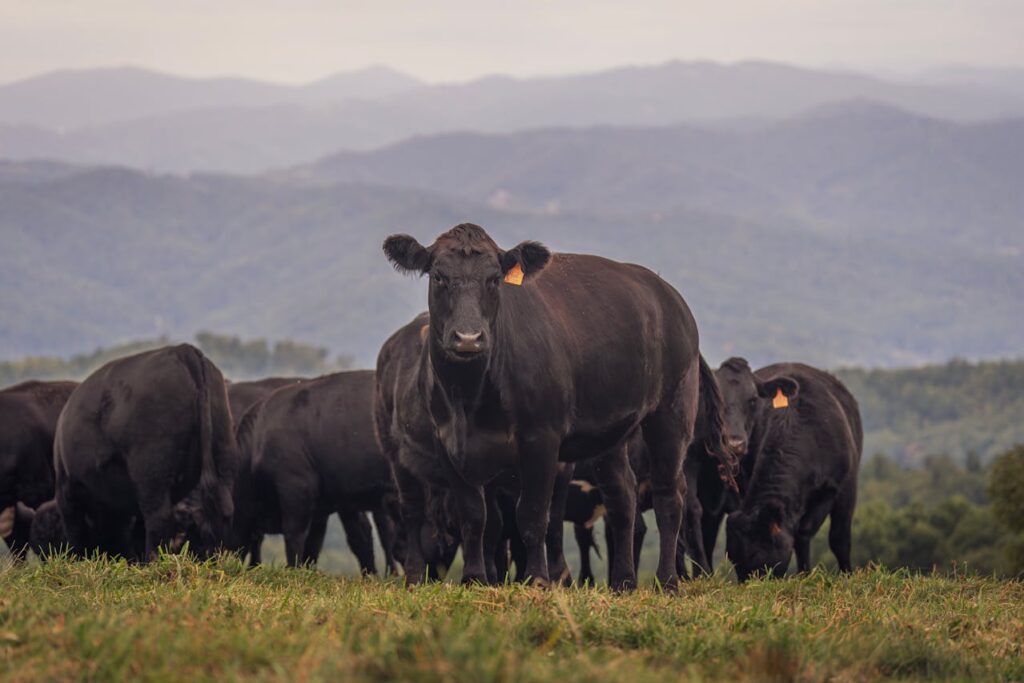 Black Angus cows standing in field with mountains