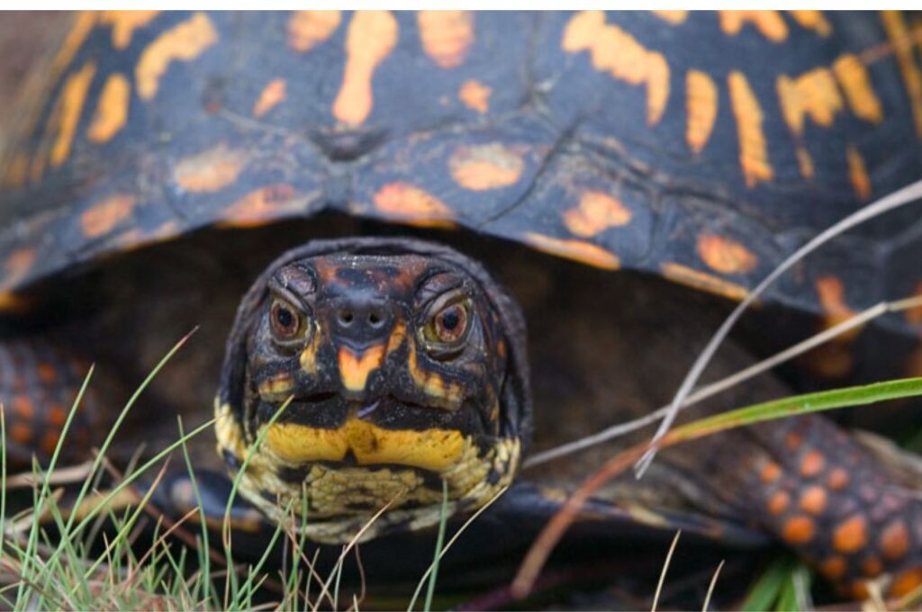 Close-up of colorful box turtle face