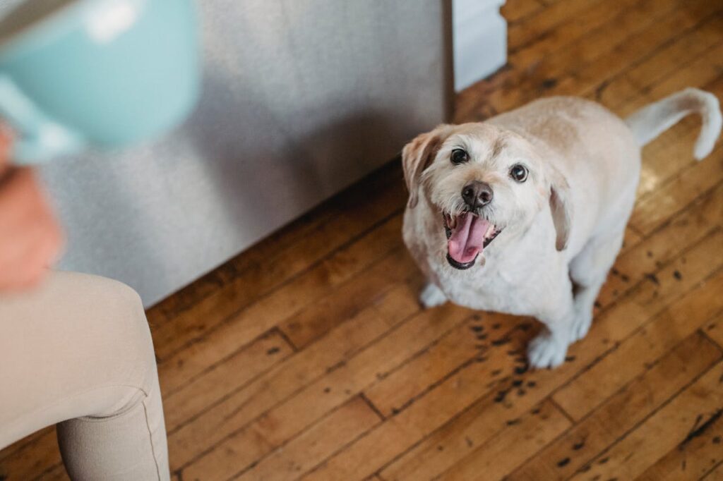 Happy Labradoodle dog looking up on wooden floor indoors