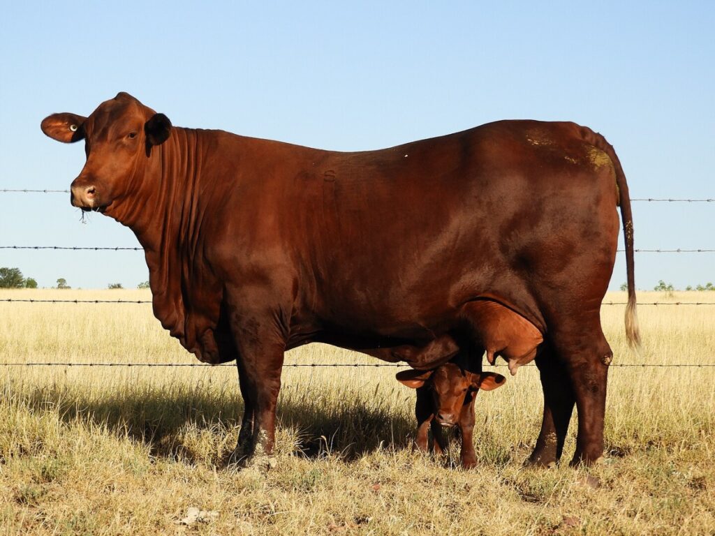 red-colored Santa Gertrudis cattle standing in a grassy field