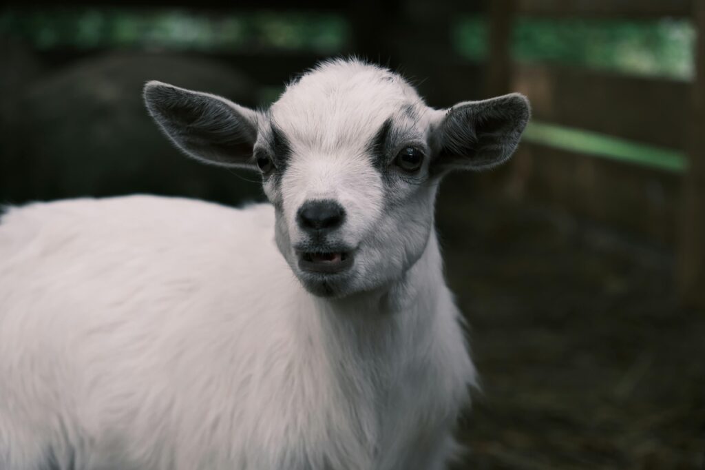A cute Pygmy Goat