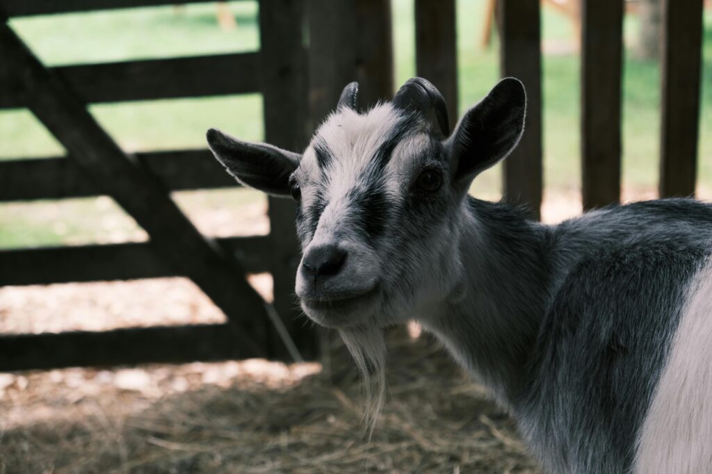 Pygmy Goat in a pen