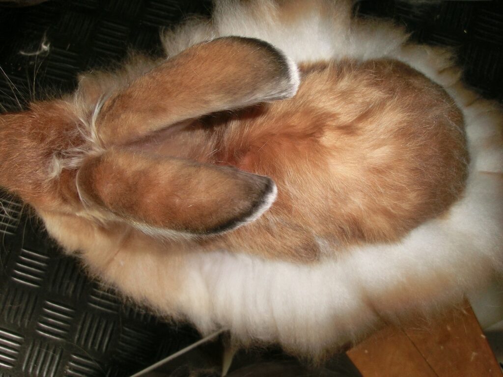 Angora_Rabbit_plucked_from_the_back