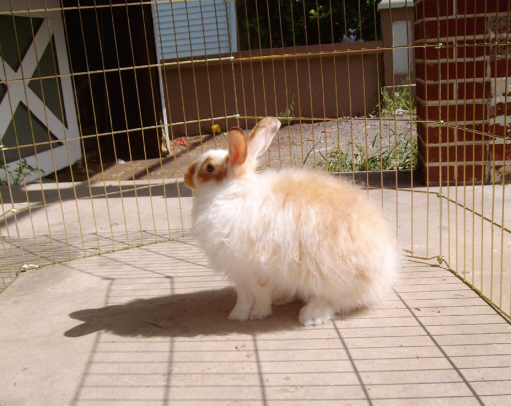 turkish angora