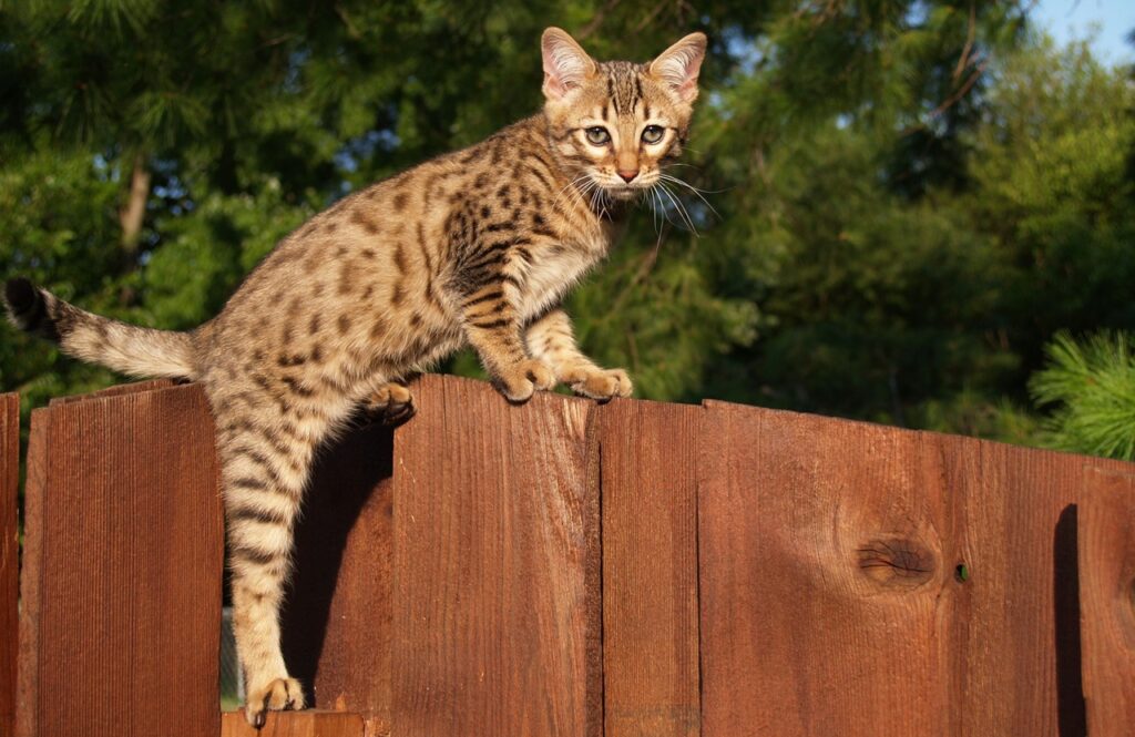 Savannah kitten