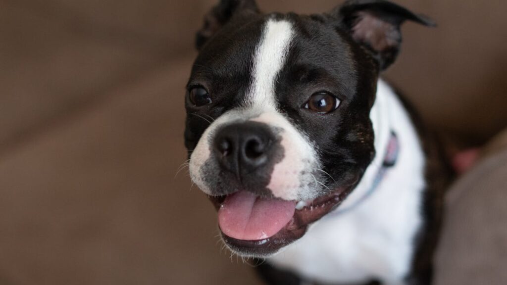 Smiling Boston Terrier showing friendly facial expression