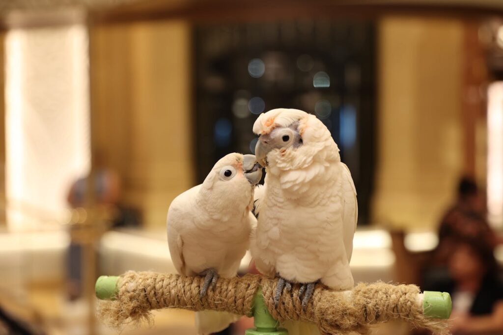 Two Goffin’s Cockatoos